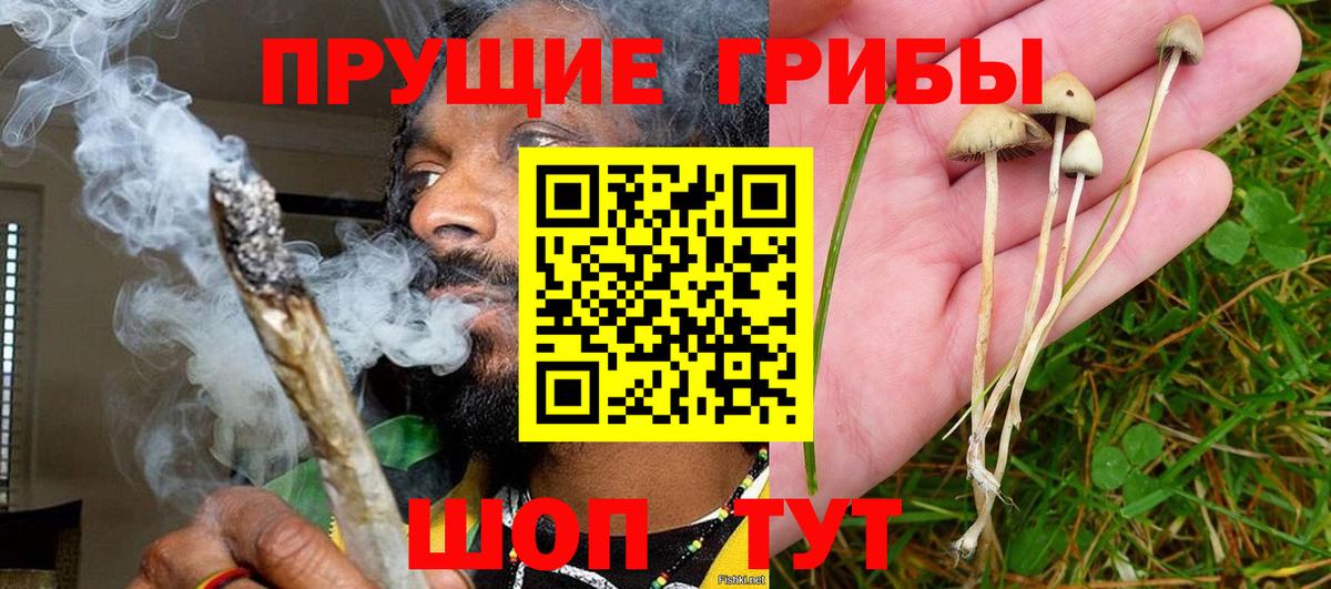 Галлюциногенные грибы Psilocybe Кинель